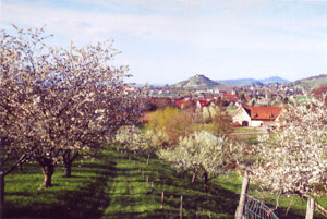 Blick nach Staufen im Frühling